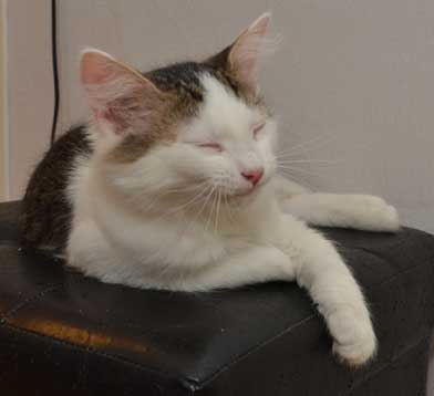 sibirisk kattunge Zwiers