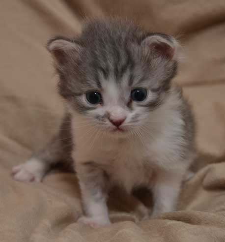 sibirisk kattunge Deimos