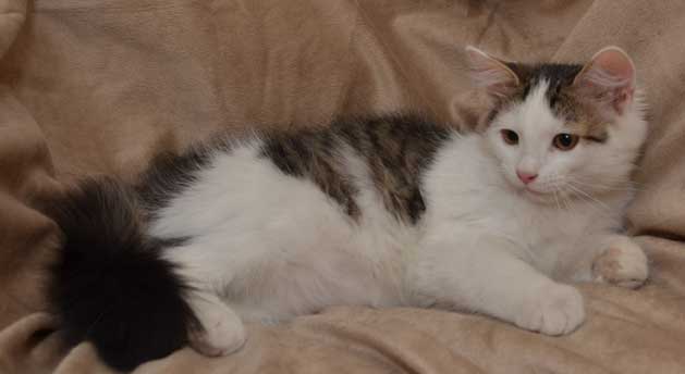 sibirisk kattunge Zwiers