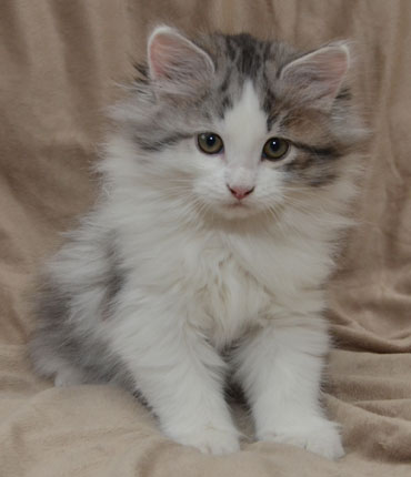sibirisk kattunge Bennett