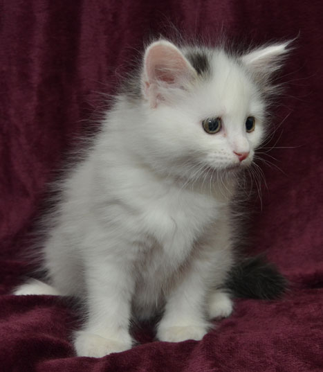 sibirisk kattunge Chara