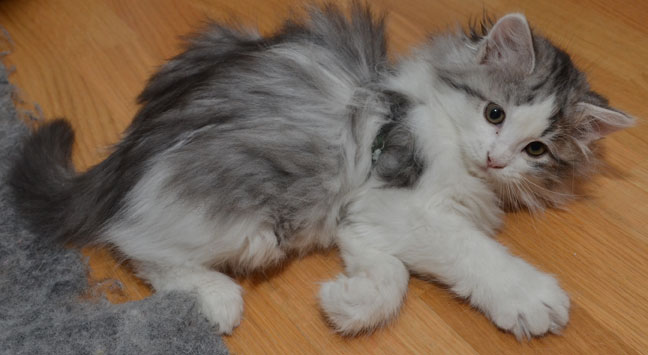 sibirisk kattunge Bennett