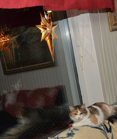 sibirisk katt Colbie