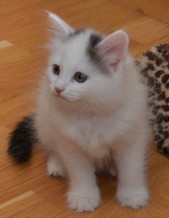 sibirisk kattunge Chara