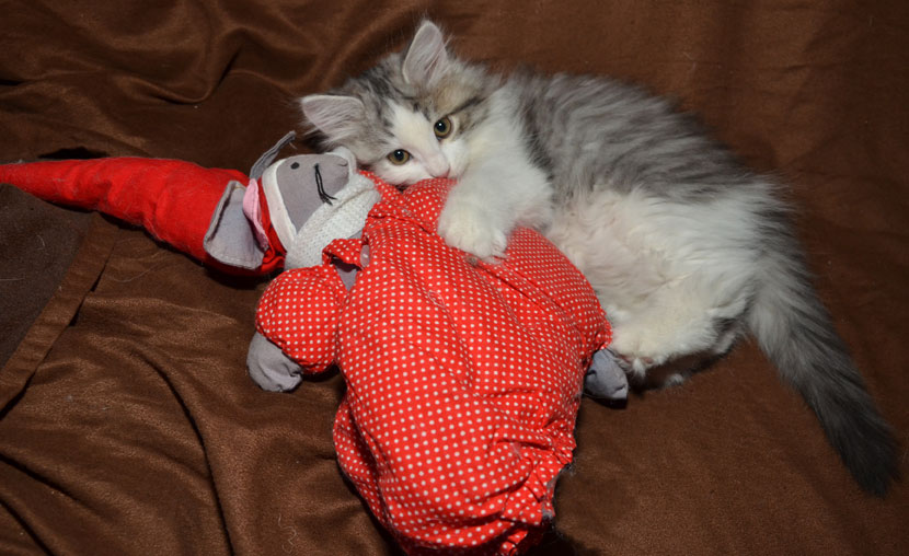 sibirisk kattunge Bennett