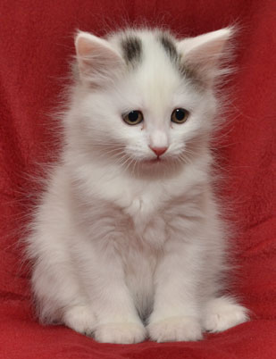 sibirisk kattunge Chara