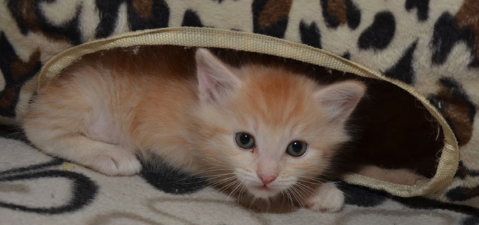 Sibirisk kattunge Diablo