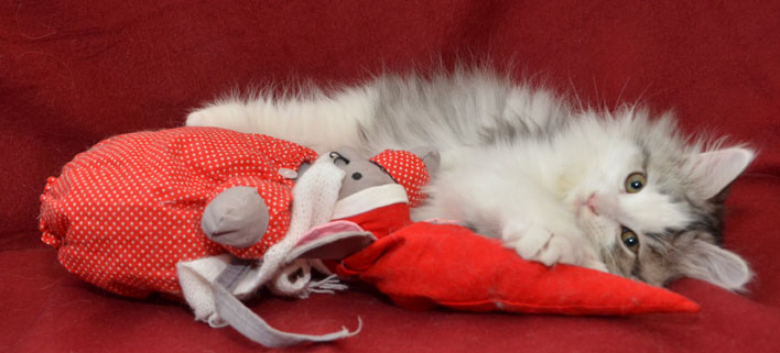 sibirisk kattunge Bennett