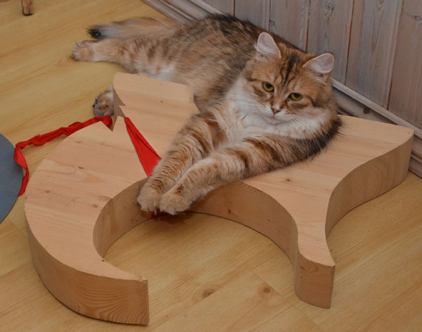sibirisk katt Uni