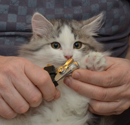 sibirisk kattunge Bennett