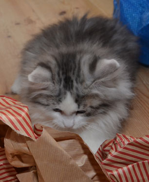 sibirisk kattunge Bennett