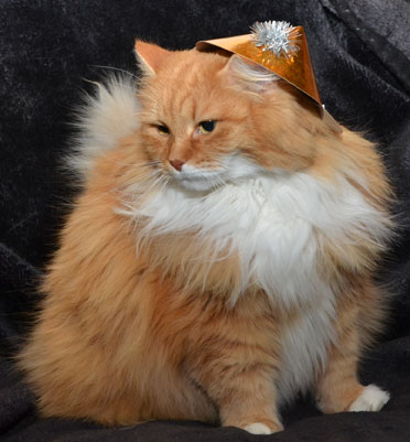 sibirisk katt Queeni