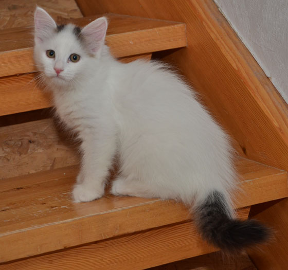 sibirisk kattunge Chara