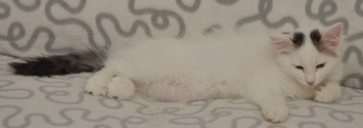 sibirisk kattunge Chara