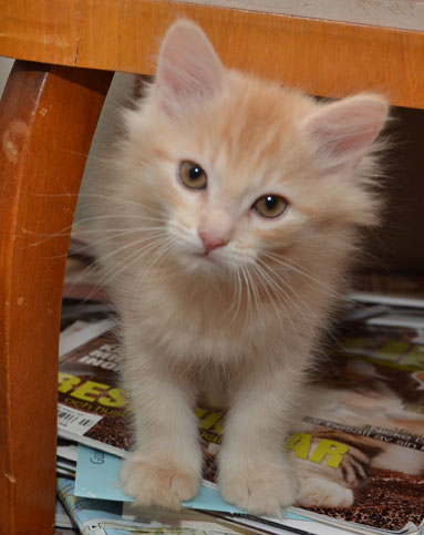 sibirisk kattunge Diablo