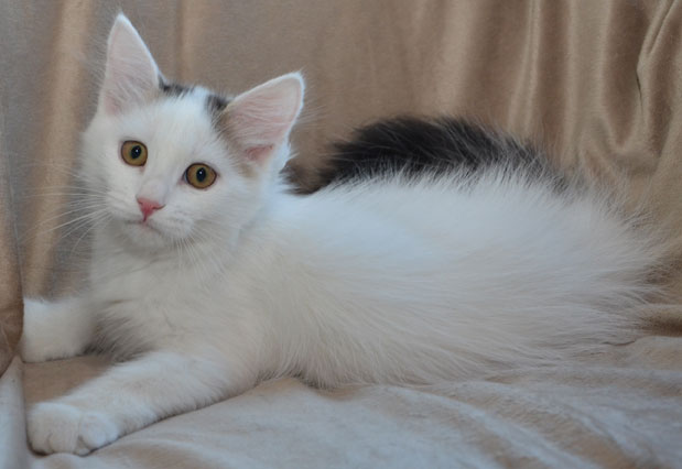 sibirisk kattunge Chara