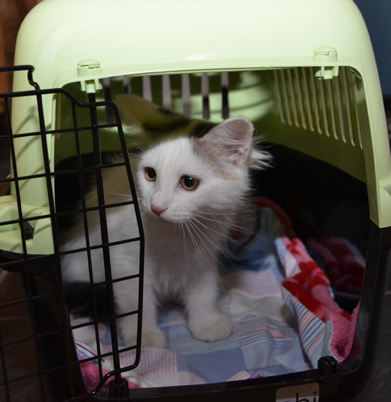 sibirisk katt Chara