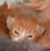 sibirisk katt Mantas