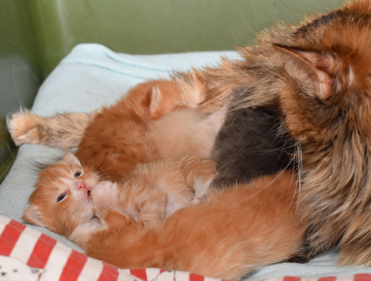 sibirisk katt Mantas