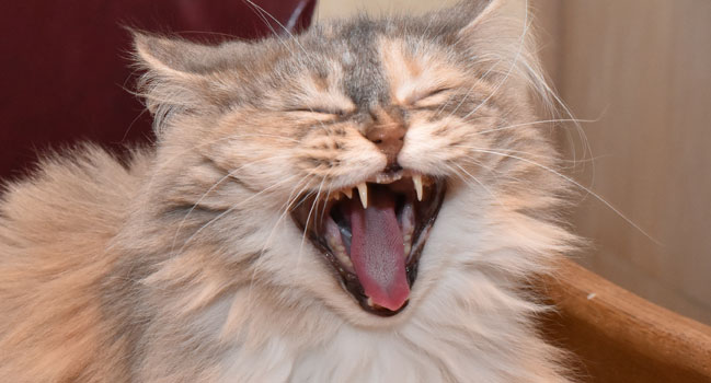 sibirisk katt Mimmi