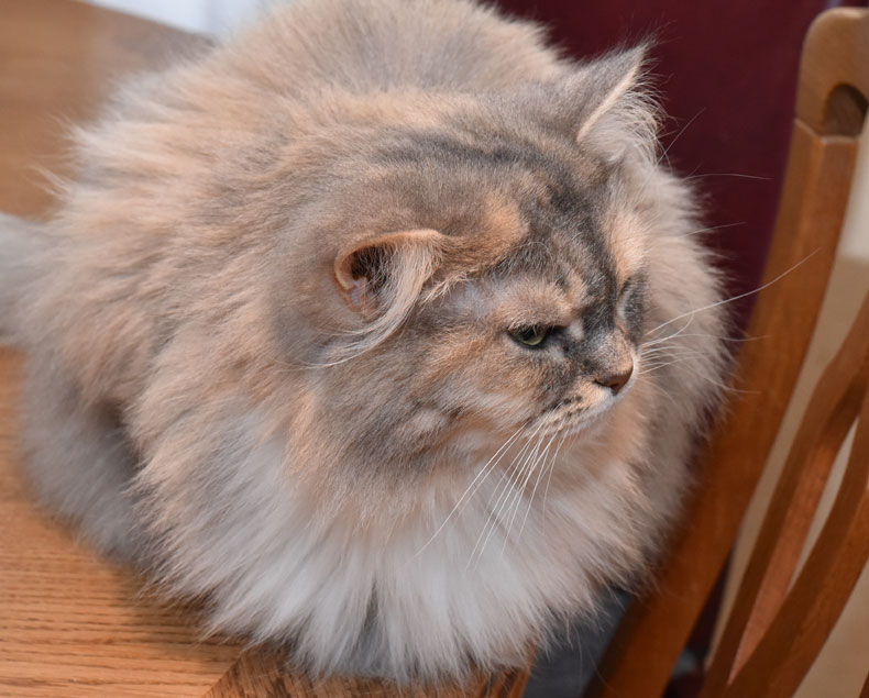 Sibirisk katt Mimmi