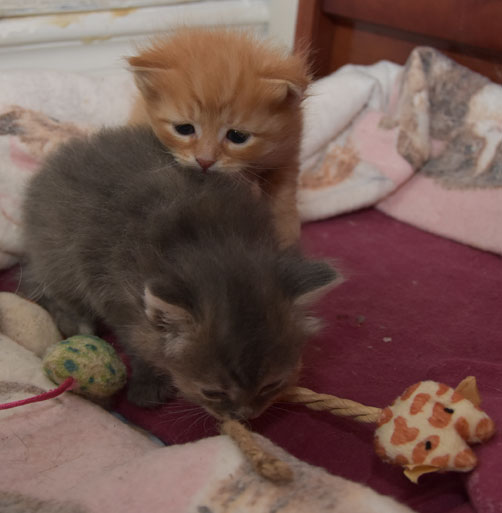 sibirisk kattungar Mantas