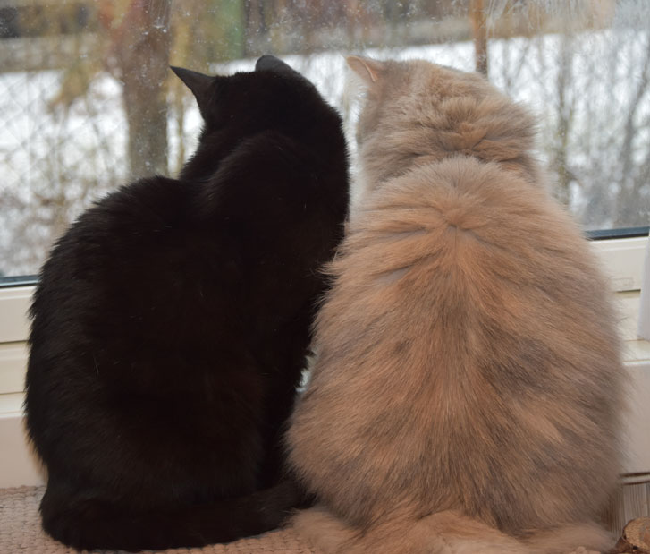 Huskatt o sibirisdk katt Mantas
