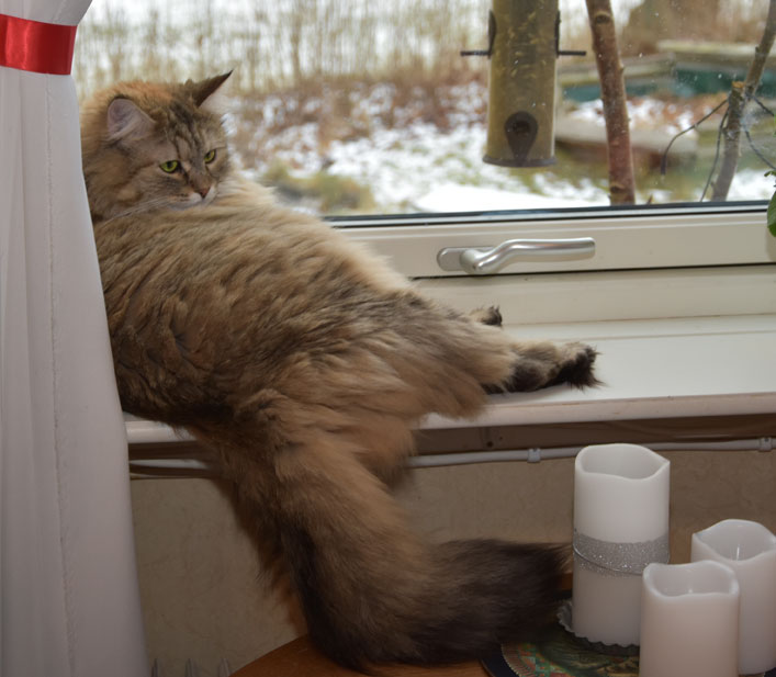 sibirisk katt Mantas