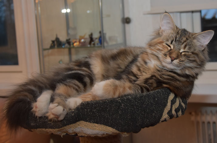 sibirisk katt Mantas Valeria