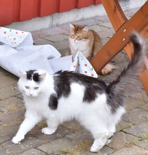 sibirisk katt Junior och Uni