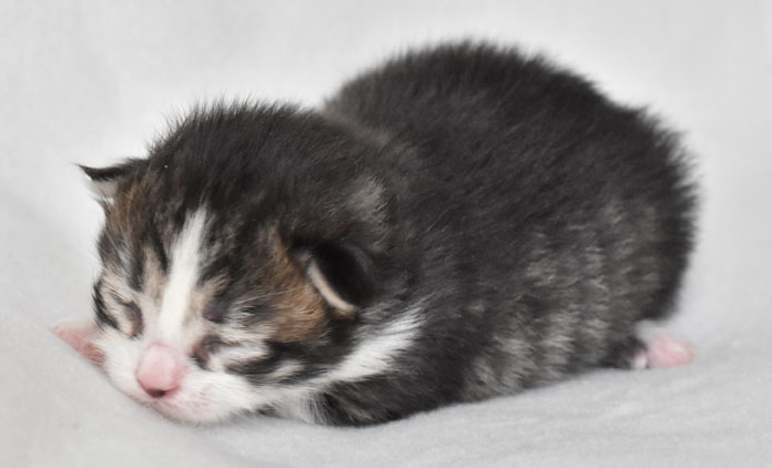sibirisk kattunge Europa