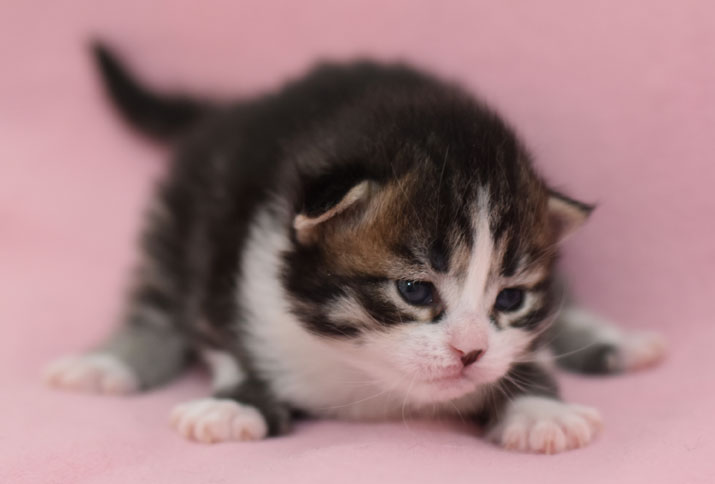 sibirisk kattunge Europa