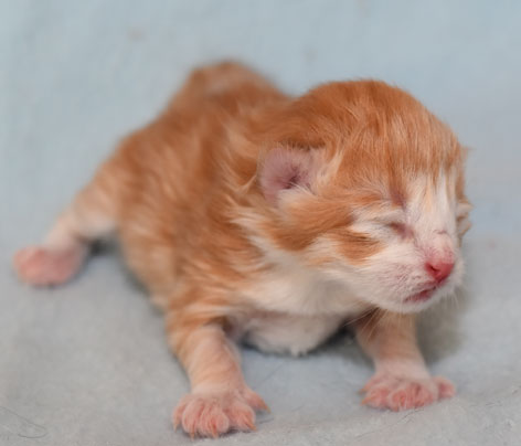 sibirisk kattunge Gryphon