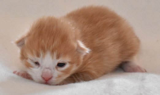 sibirisk kattunge Gomes