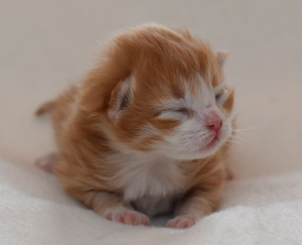 sibirisk kattunge Gryphon