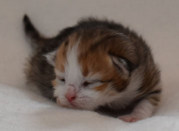 sibirisk kattunge Geisha