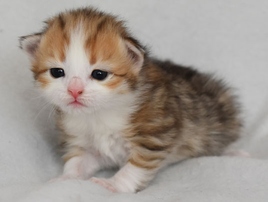 sibirisk kattunge Geisha