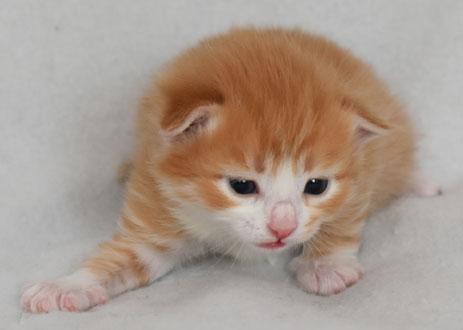 sibirisk kattunge Gomes