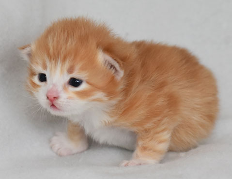 sibirisk kattunge Gryphon