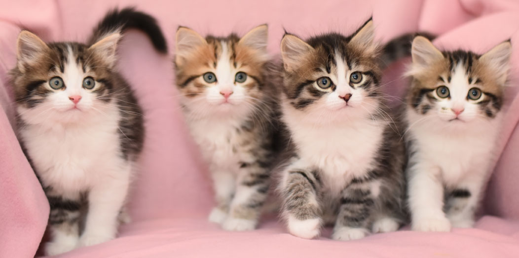 sibiriska kattungar ee-kull