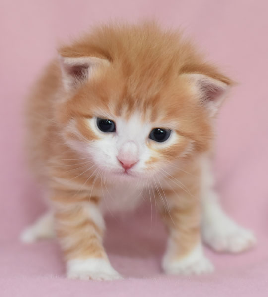 sibirisk kattunge Gomes