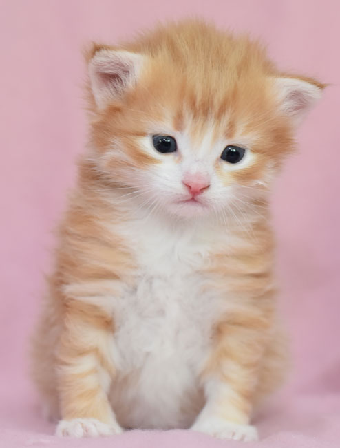 sibirisk kattunge Gryphon