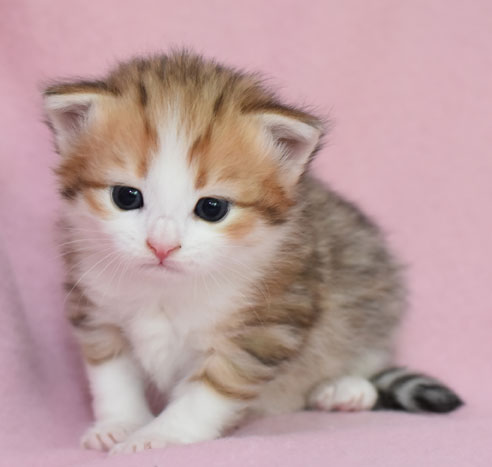 sibirisk kattunge Geisha