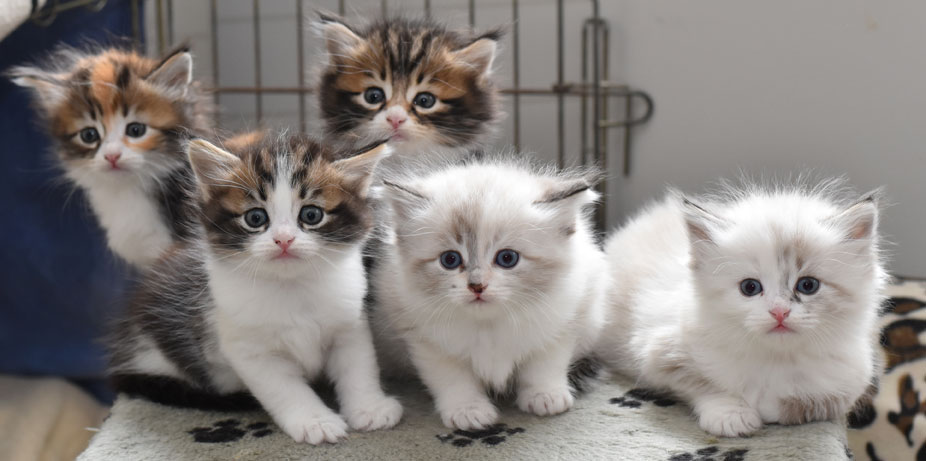 sibiriska kattungar Ff-kullen