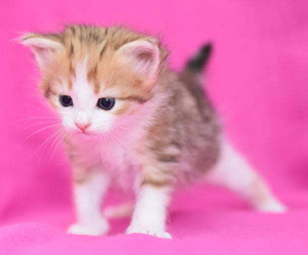 sibirisk kattunge Geisha