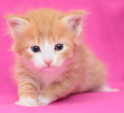 sibirisk kattunge Gomes