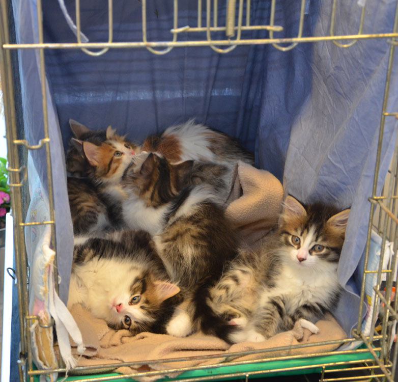 sibirisk kattunge Ee-kull