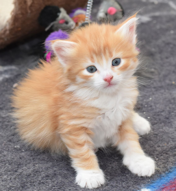 sibirisk kattunge Gryphon