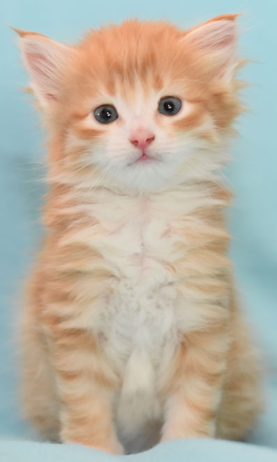 sibirisk kattunge Gryphon