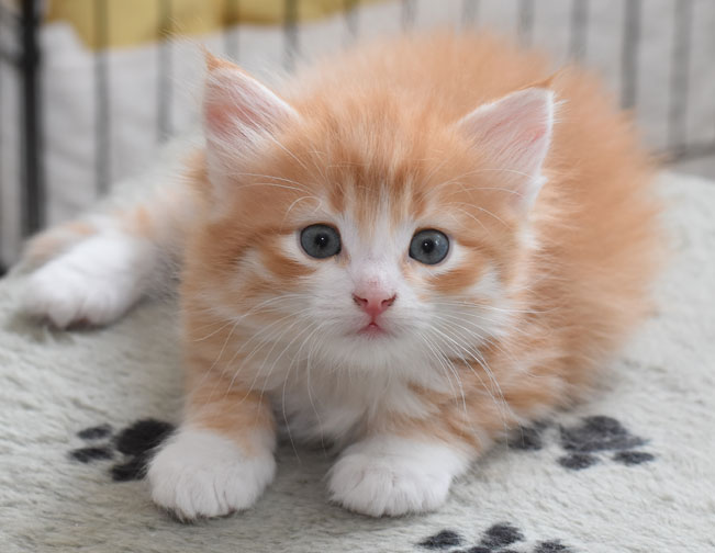 sibirisk kattunge Gryphon